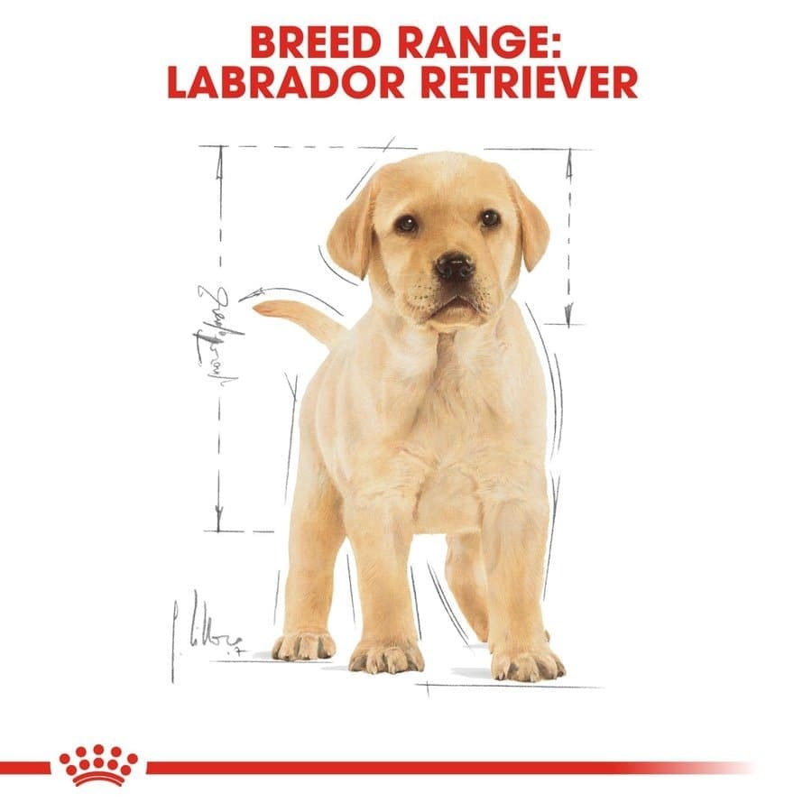 Royal Canin Labrador Retriever Puppy Dog Dry Food