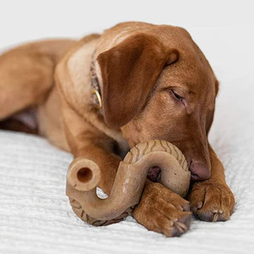 Benebone Tripe Bone Chew Toy for Aggressive Chewers Dogs