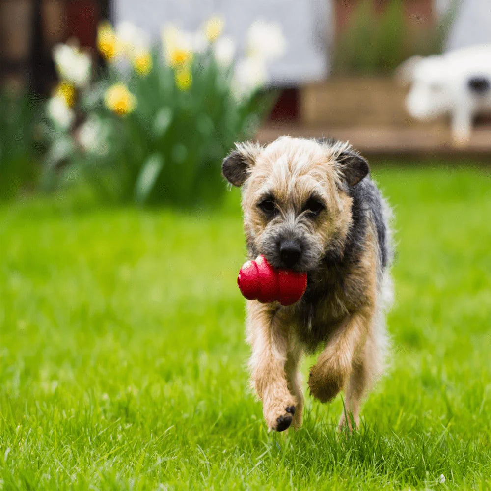 Bark Out Loud Immunity Multi Vitamin Chew Stix and Kong Classic Toy for Dogs and Cats Combo