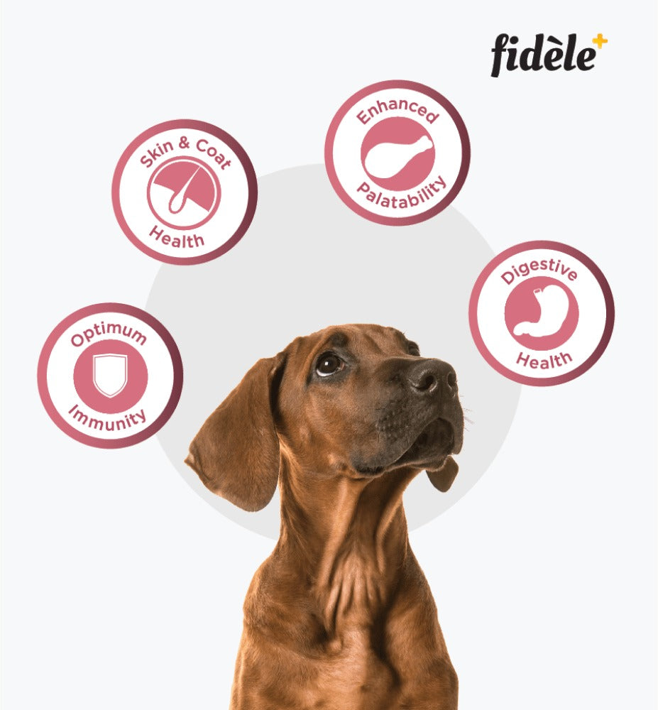 Fidele Plus Small and Medium Puppy Dry Food