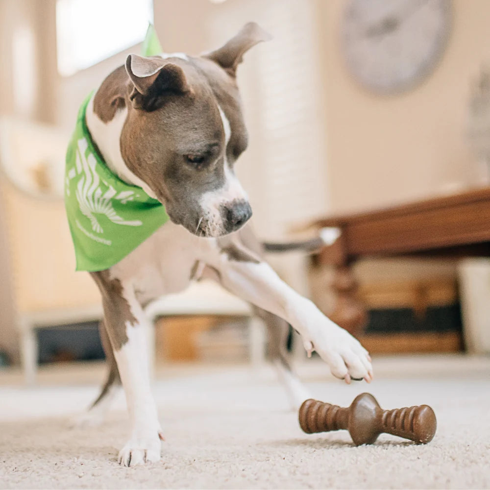 Benebone Chicken Flavored Zaggler Chew Toy for Dogs